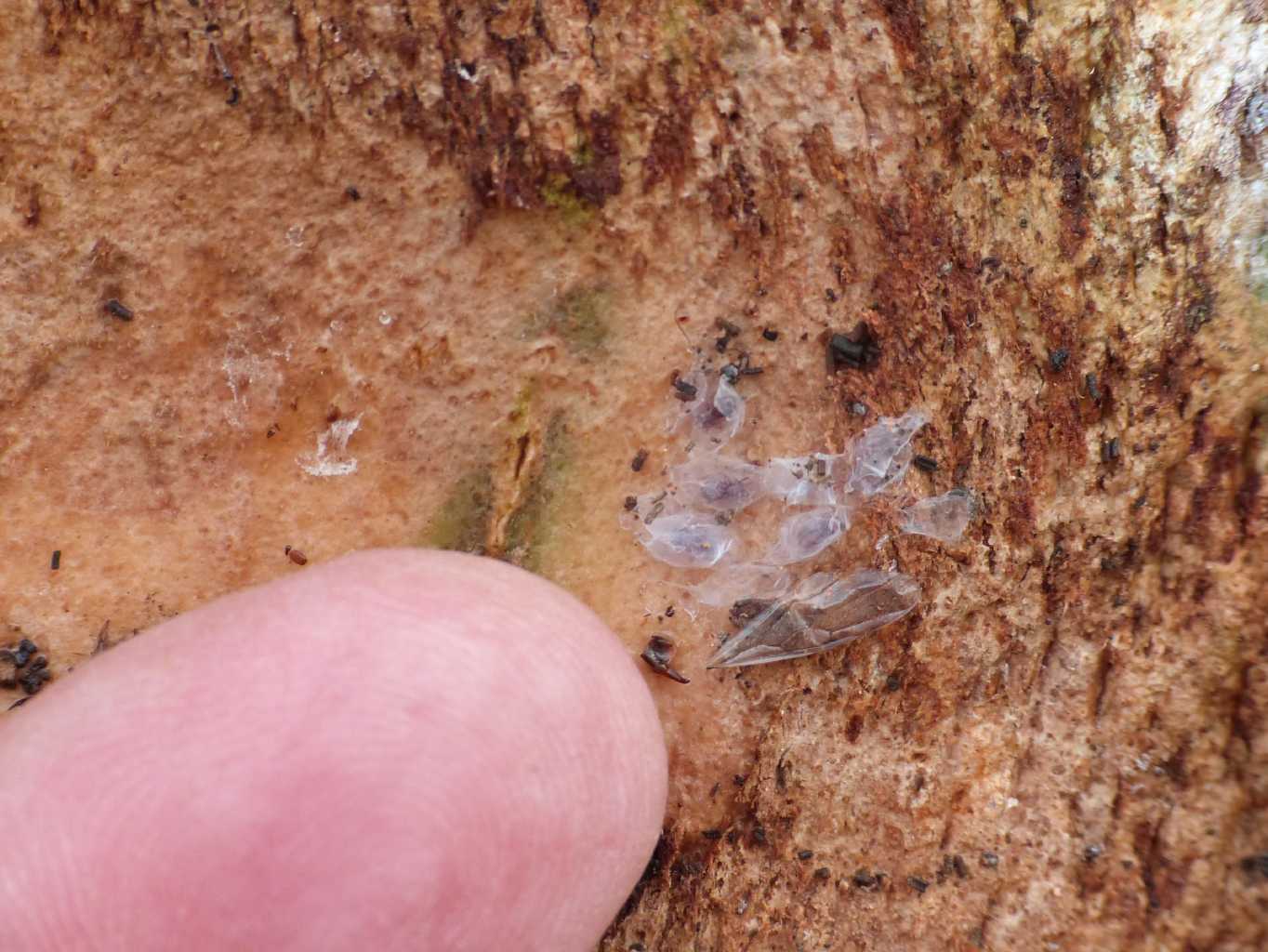 Ragnetti rossi; Silhouettella loricatula (Oonopidae)